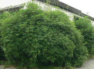 [科属]禾本科·竹亚科·箣竹属[形态]为孝顺竹的变种,丛生型小竹,秆高